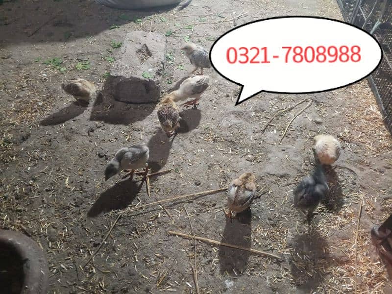 Aseel Chicks 0321-7808988 1