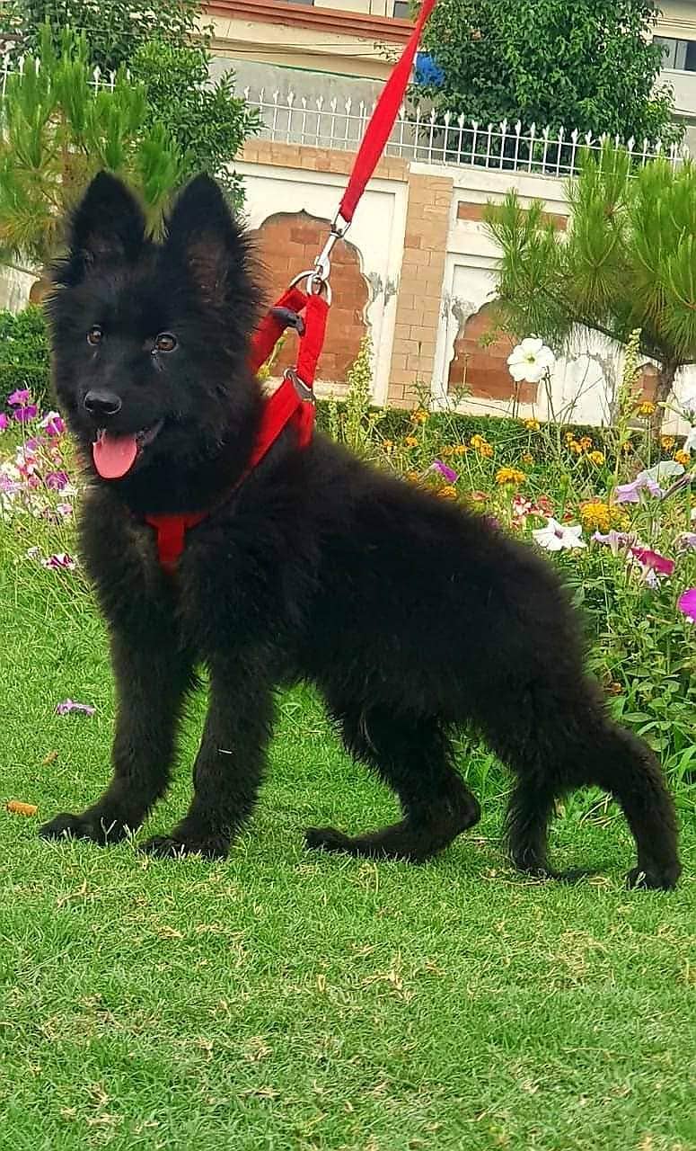 Black shepherd Puppy | GSD | Dog for sale 03136357264 3