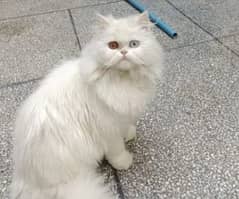 Persian Kittens | Odd Eyes Female | Persian cat | Cat for sale