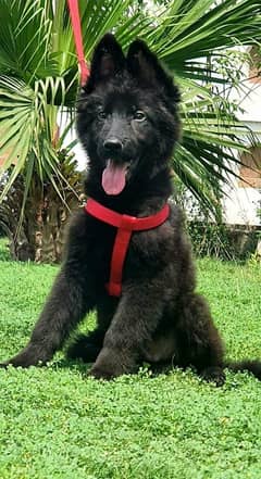 Black shepherd Puppy | GSD | Dog for sale 03136357264