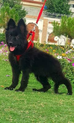 Black shepherd Puppy | GSD | Dog for sale 03136357264