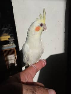 2 months coktil chiks 1 ino 1 cream for sale