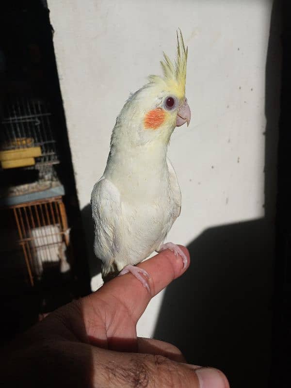 2 months coktil chiks 1 ino 1 cream for sale 0