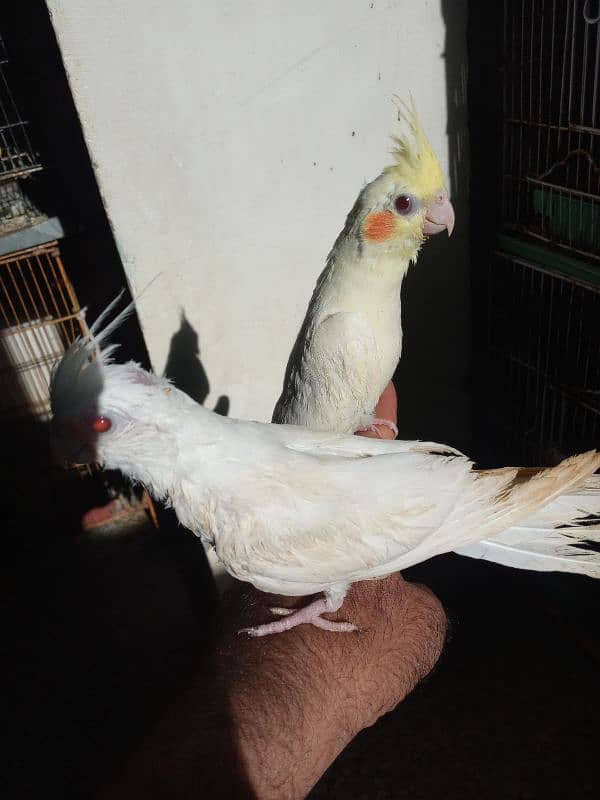 2 months coktil chiks 1 ino 1 cream for sale 2