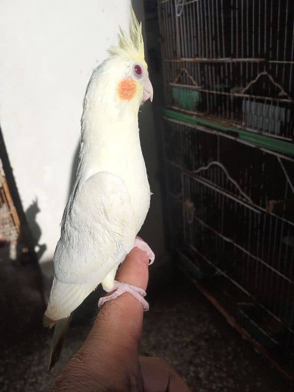 2 months coktil chiks 1 ino 1 cream for sale 3