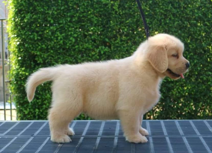 Golden Retriever Puppy | Gog For Sale | 0313 6357264 1