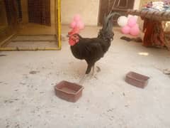 Australorp murga for sale, aseel  sa exchange b ho jaha gai