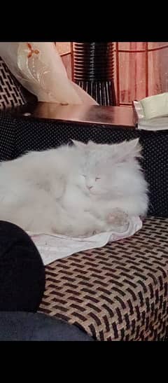 beautiful white Persian cat female