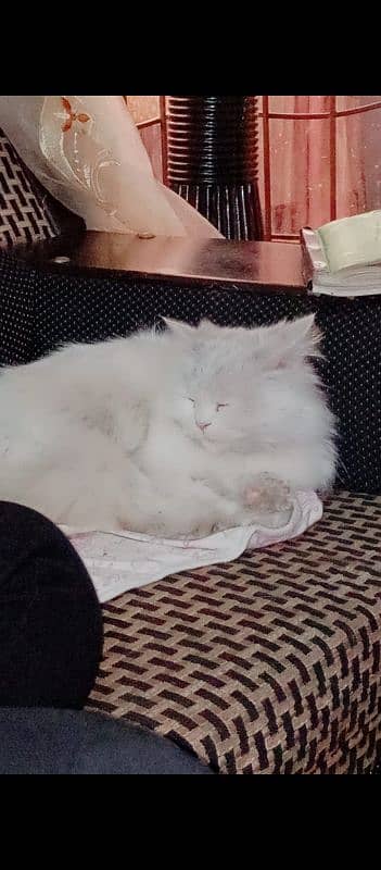 beautiful white Persian cat female 0