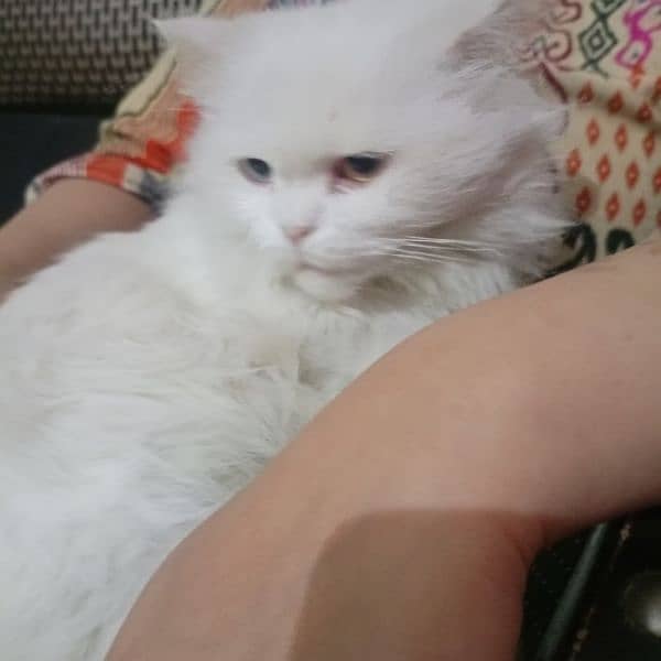 beautiful white Persian cat female 1