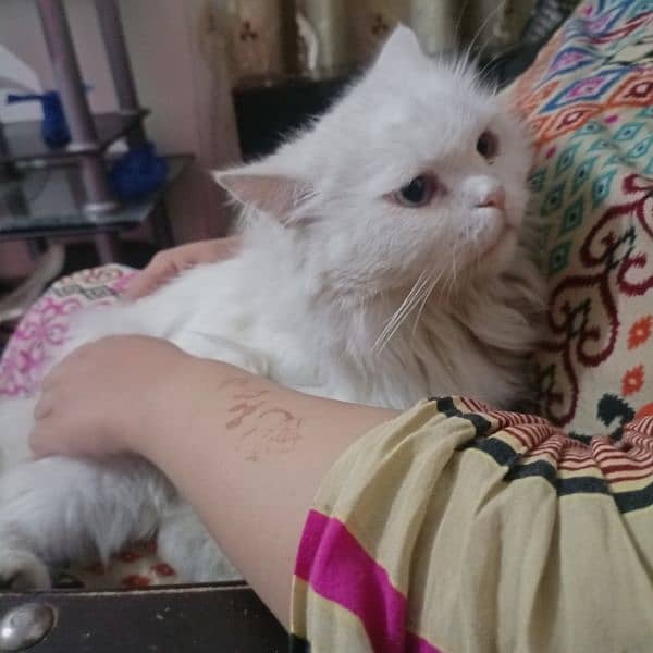 beautiful white Persian cat female 3