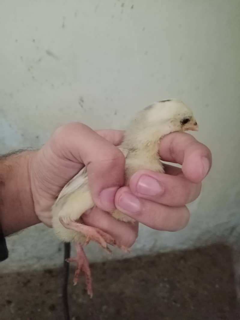 *"Pure Breed Aseel Chicks for Sale - Healthy & Strong!"* 4