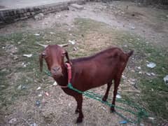 3 Month ki gahban Bakri For sale.