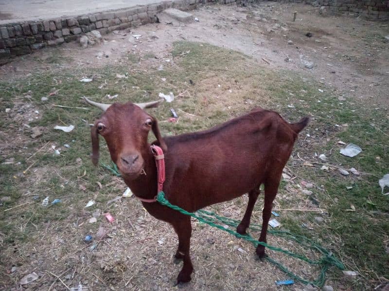 3 Month ki gahban Bakri For sale. 0