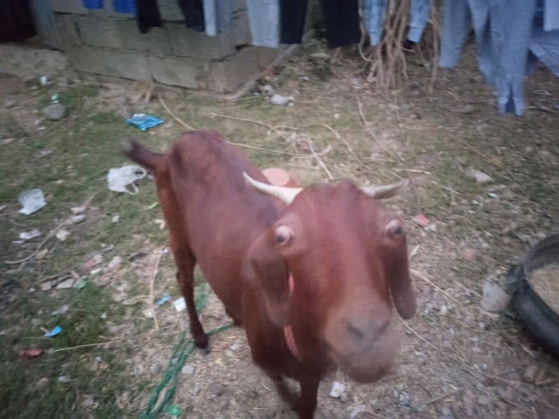 3 Month ki gahban Bakri For sale. 1