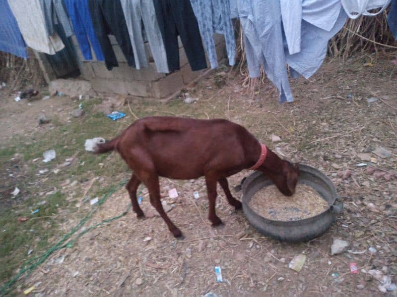 3 Month ki gahban Bakri For sale. 2