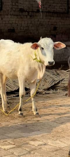 bachri | bachra | calf | heifer | Wachi | Wacha