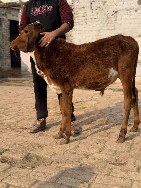 bachri | bachra | calf | heifer | Wachi | Wacha 1