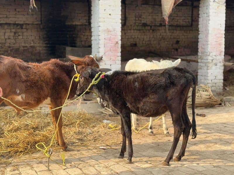 bachri | bachra | calf | heifer | Wachi | Wacha 2