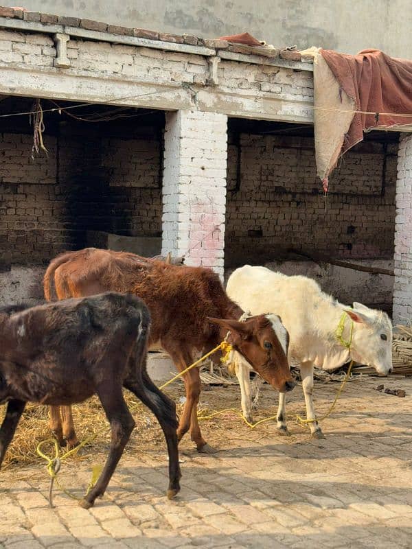 bachri | bachra | calf | heifer | Wachi | Wacha 3