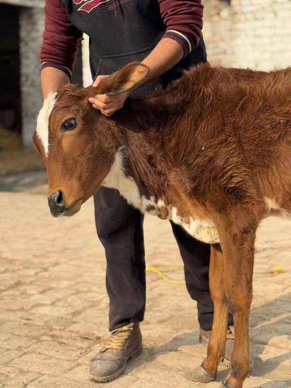 bachri | bachra | calf | heifer | Wachi | Wacha 4