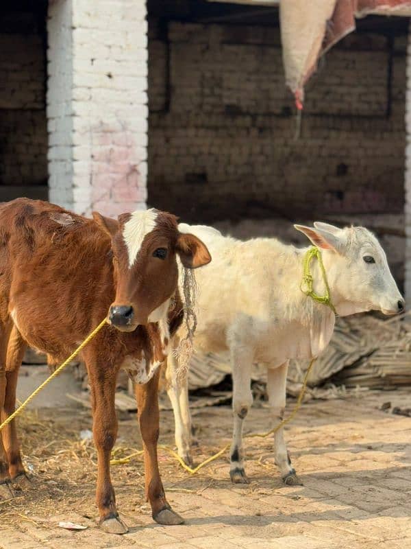 bachri | bachra | calf | heifer | Wachi | Wacha 5