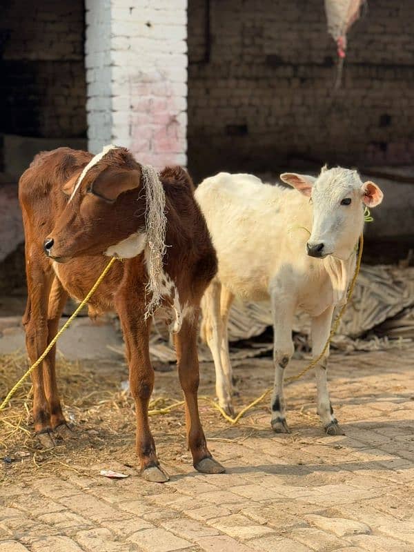 bachri | bachra | calf | heifer | Wachi | Wacha 6