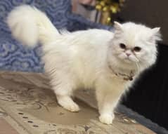 Punch Face Female Persian Cat Available For Sale