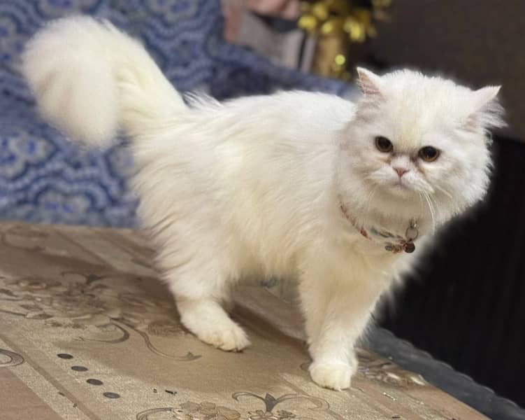 Punch Face Female Persian Cat Available For Sale 0