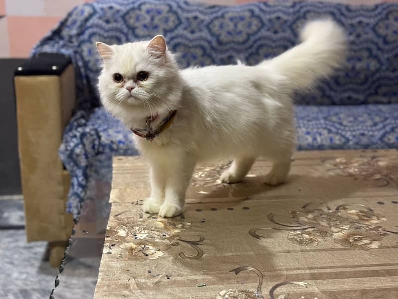 Punch Face Female Persian Cat Available For Sale 1