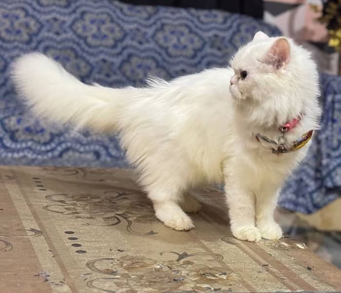 Punch Face Female Persian Cat Available For Sale 2