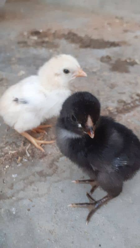 Assel Jageri chicks A1 Quality 1