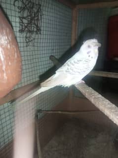 budgie