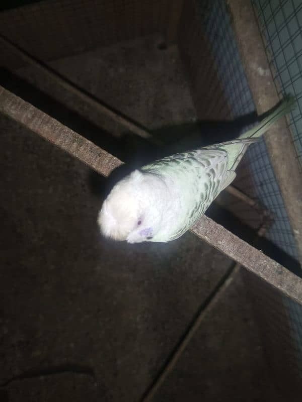 budgie 3