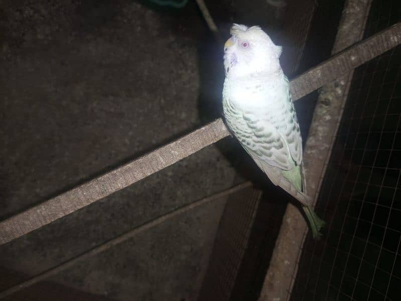 budgie 4