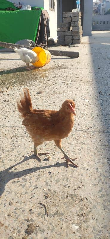 golden misri chicks for sales 0