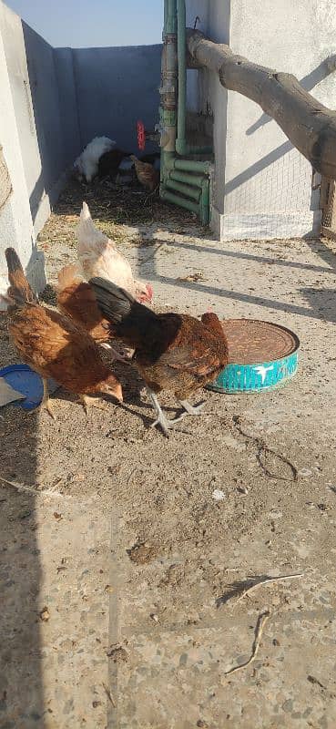 golden misri chicks for sales 1