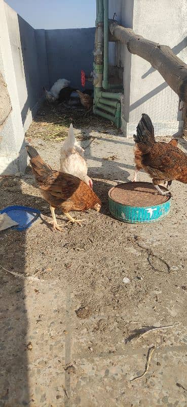 golden misri chicks for sales 2