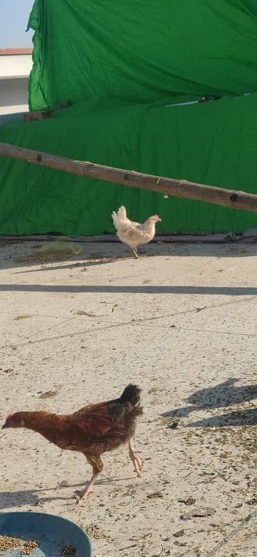 golden misri chicks for sales 6