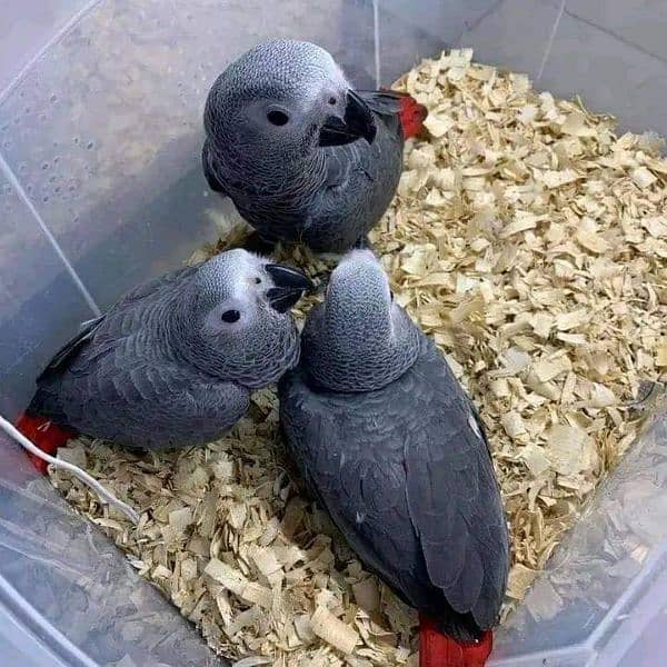 African grey parrot chicks 1