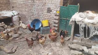 goldan misri murghi andoo da rahe hy wali eggs laying