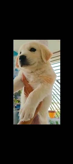 GOLDEN RETRIEVER PUPPY DOG