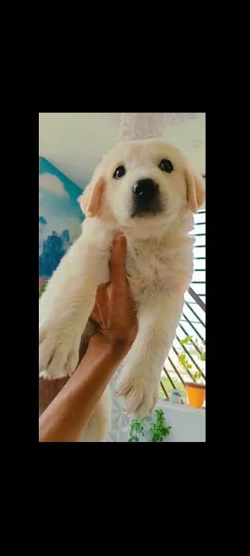 GOLDEN RETRIEVER PUPPY DOG 1