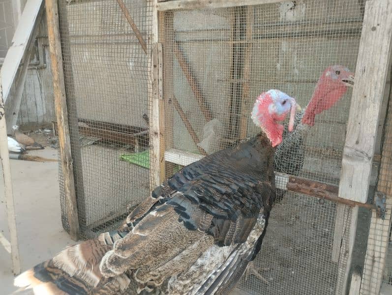 turkey bird eggs and pair 4