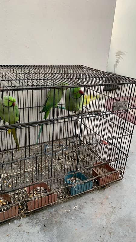 4 healthy ringneck males 0