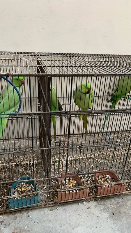 4 healthy ringneck males 1