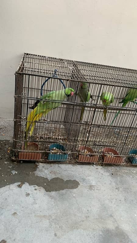 4 healthy ringneck males 2