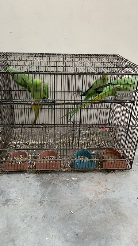 4 healthy ringneck males 3