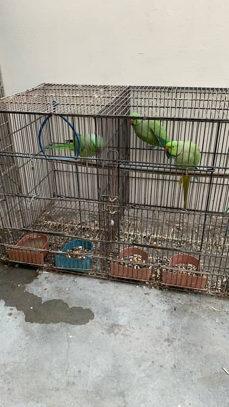 4 healthy ringneck males 4