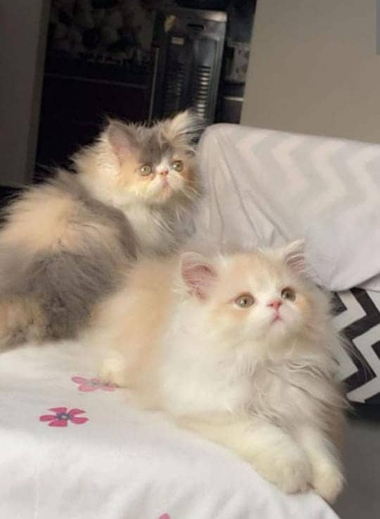 Persian cat | persian kitten for sale | urgent sale | 03225990226 2